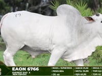 Lote 79