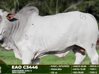 Lote 05