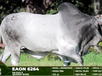 Lote 25