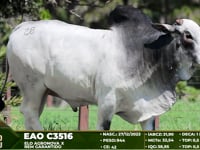 Lote 28
