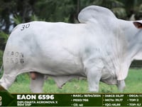 Lote 30