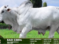 Lote 33
