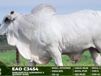 Lote 47