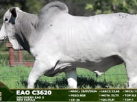 Lote 52
