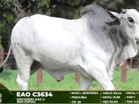 Lote 54