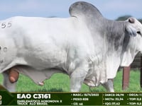 Lote 55
