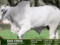 Lote 58