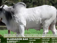 Lote 53