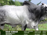 Lote 62