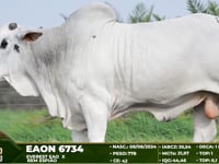 Lote 80