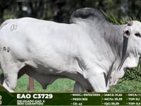 Lote 03