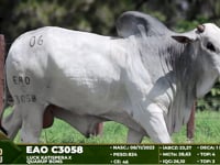 Lote 06