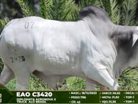 Lote 07