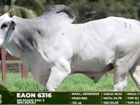 Lote 11