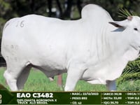 Lote 16