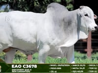 Lote 18