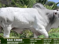 Lote 19