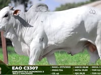 Lote 20