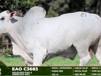 Lote 21