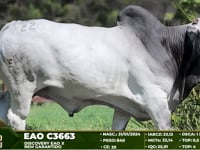 Lote 22