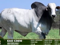 Lote 23