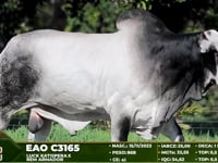 Lote 24