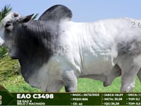 Lote 26