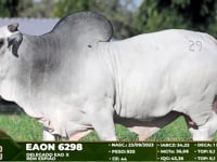 Lote 29