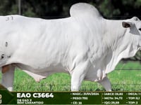Lote 31