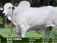 Lote 32