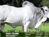 Lote 34