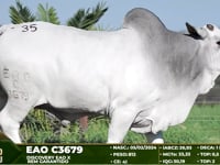 Lote 35