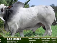 Lote 36