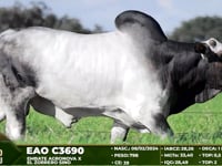 Lote 37