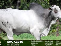Lote 38