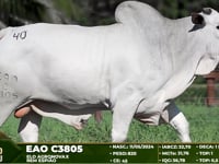 Lote 40