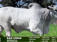 Lote 41