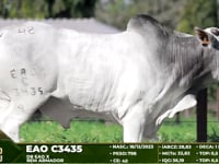 Lote 42