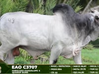 Lote 43
