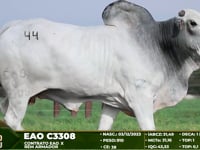 Lote 44