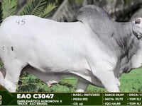 Lote 45