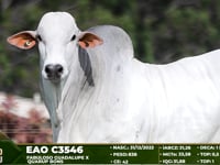 Lote 46