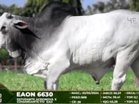 Lote 48