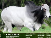 Lote 49