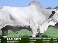 Lote 59