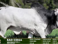 Lote 60