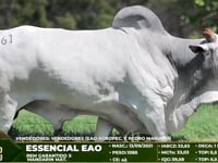Lote 61