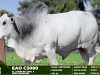 Lote 65