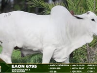 Lote 66