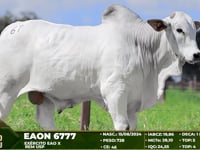 Lote 67